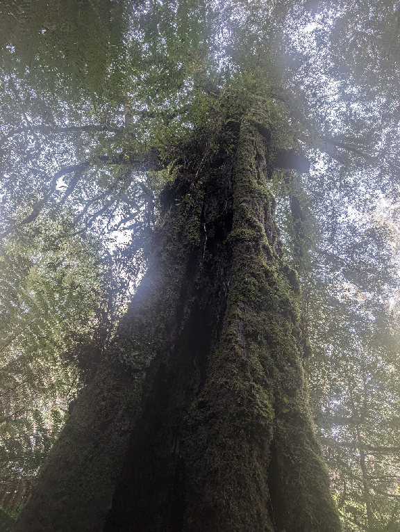 Tarra Bulga